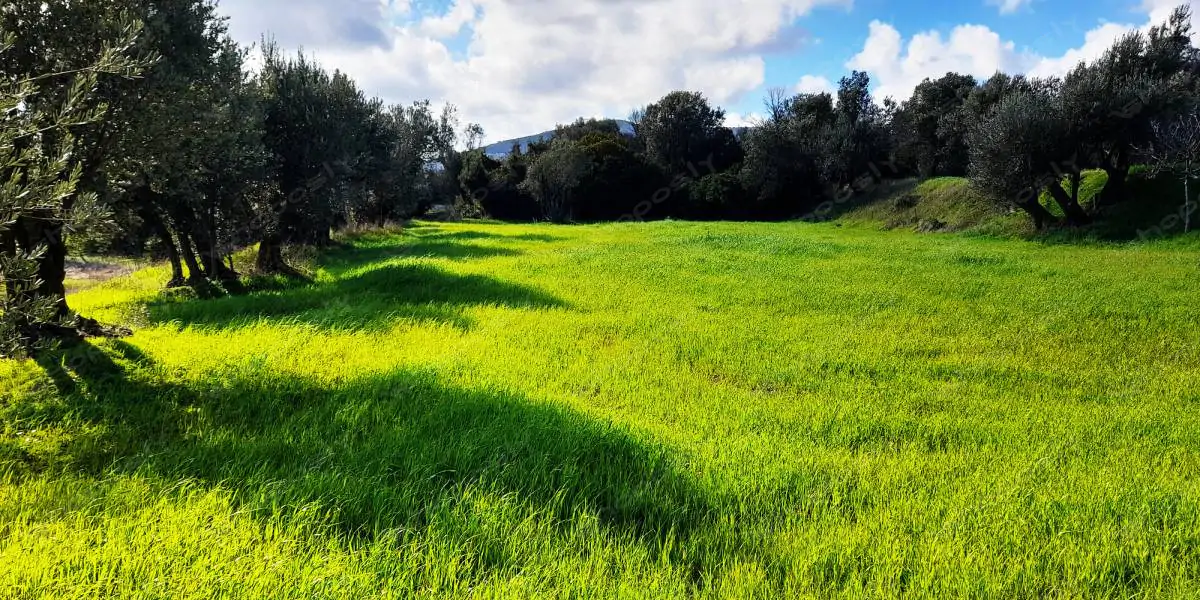 Emerald Fields of Tranquility – 5 Real High-Resolution Photos (4000 x 3000 Pixels, 300 DPI, JPG)