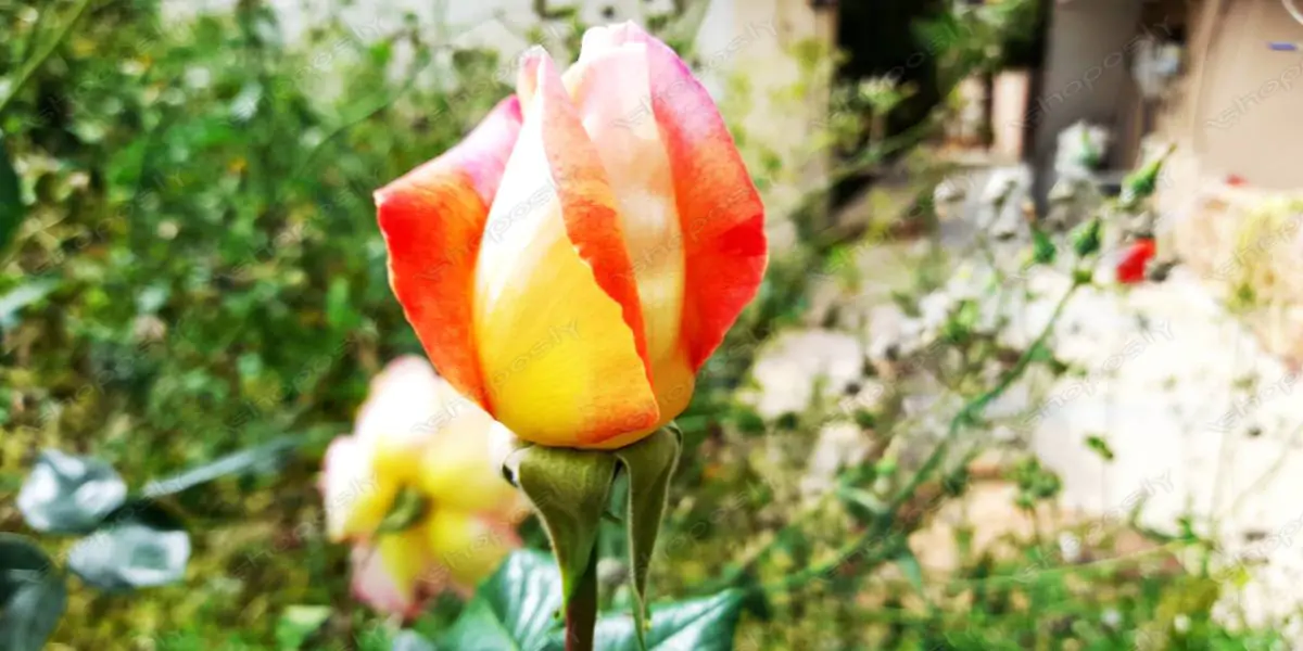 Sunrise Roses in Bloom – Real High-Resolution Photo Series of Yellow-Pink Rosebuds in Natural Garden