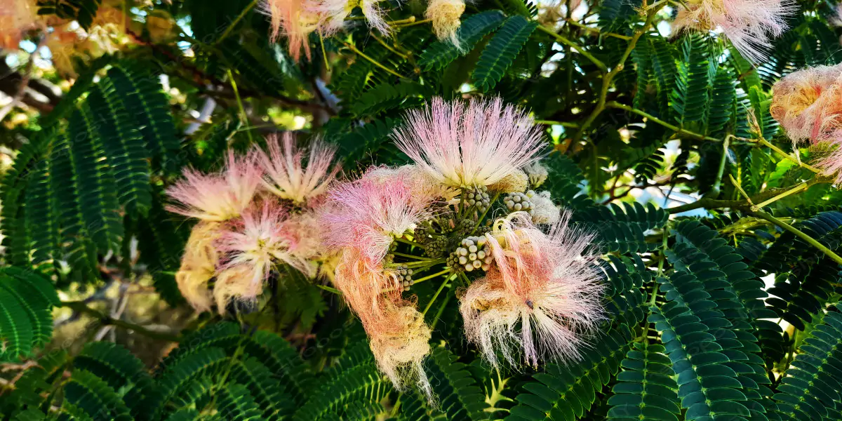 Silk Tree in Bloom – Real-Life High-Resolution Albizia julibrissin Photography (4000 x 3000 px) – 2