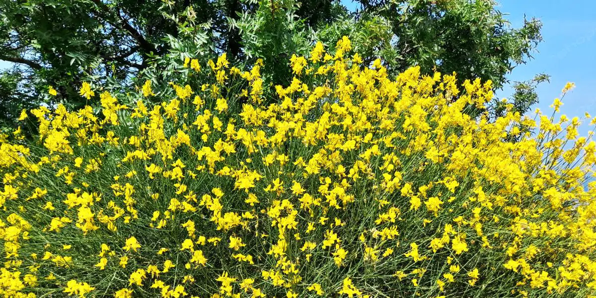 Fragrant Golden Broom Bloom – 3 Authentic High-Resolution Photos (4000 x 3000 Pixels, 300 DPI, JPG)