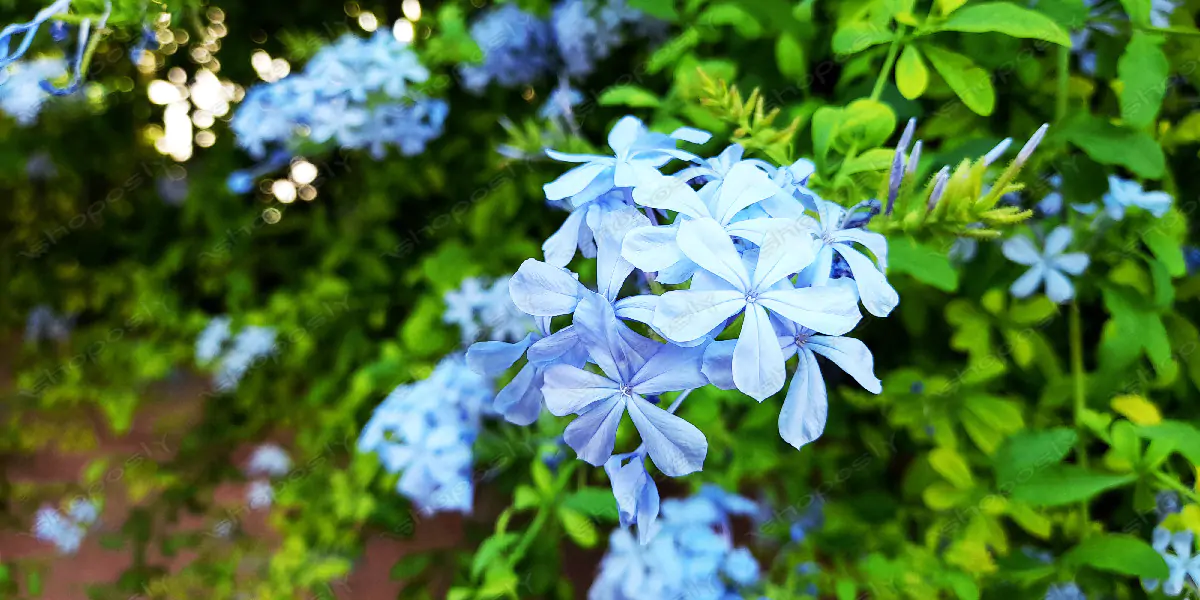 Plumbago auriculata (Cape Leadwort) – Lush Blue Blossoms & Vibrant Green Foliage in High Resolution