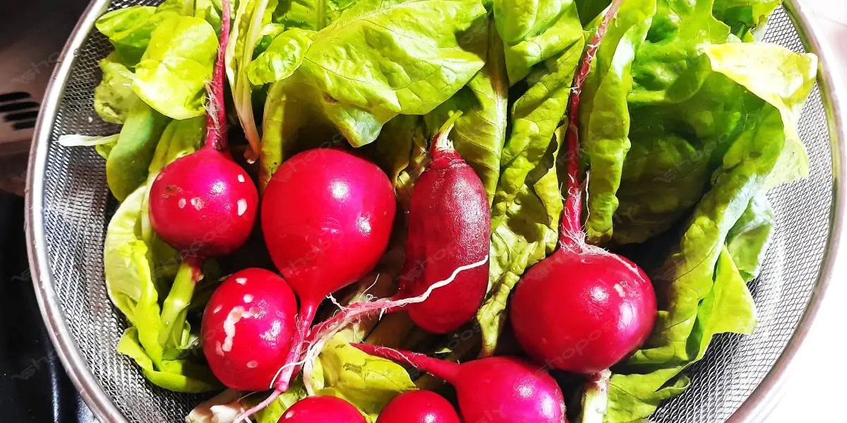 Fresh Garden Radishes and Lettuce – 6 Authentic Farm-to-Kitchen Photos (4000 × 3000 Pixels, 300 DPI)