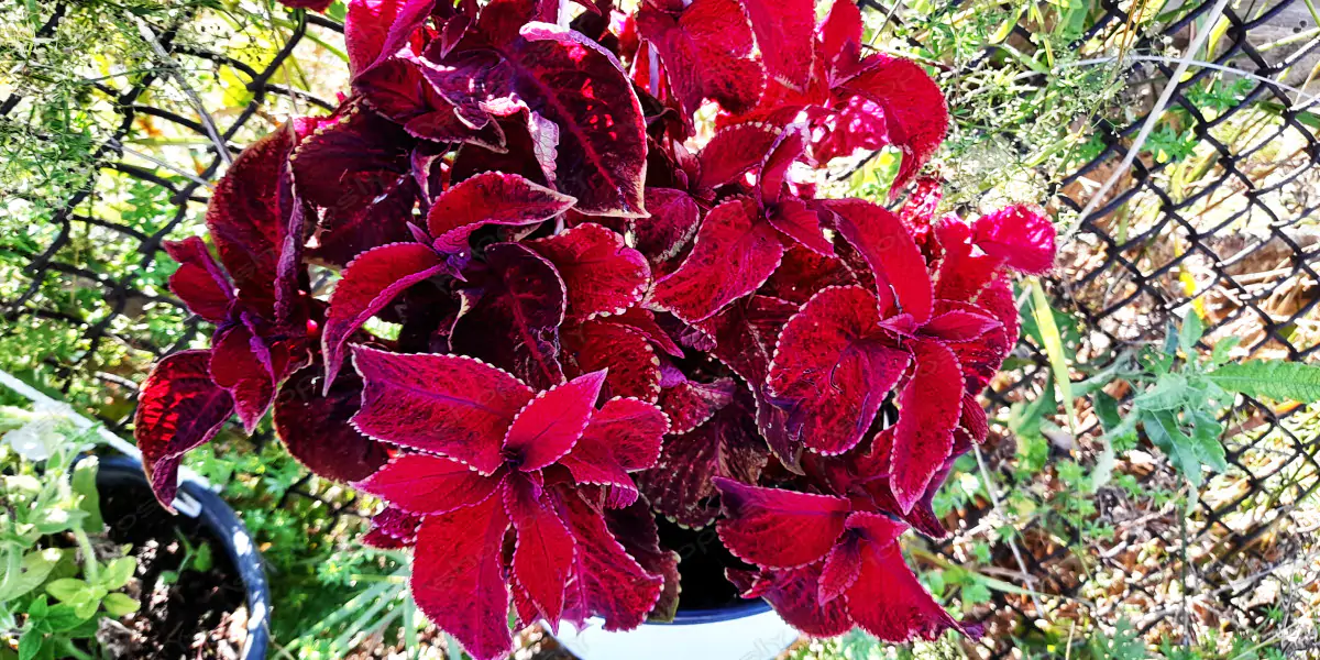 Coleus in Vibrant Magenta Foliage –Real-Life High-Resolution Plectranthus scutellarioides Photograph