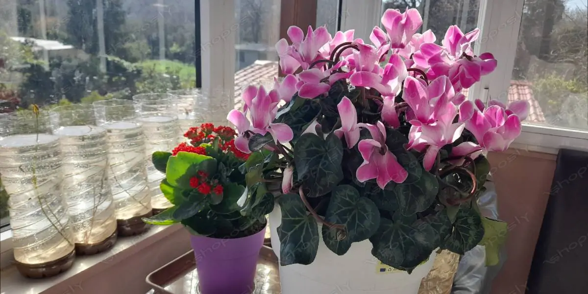 Blooming Elegance Indoors –Real High-Resolution Photo of Cyclamen & Kalanchoe in Sunlit Window Space