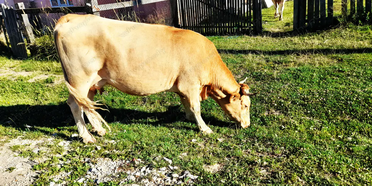 Pastoral Serenity – Real-Life High-Resolution Portrait of Grazing Cow in Village Setting