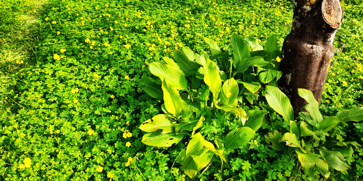Golden Carpet of Nature – Real High-Resolution Photos of Yellow Wildflowers and Lush Green Grass