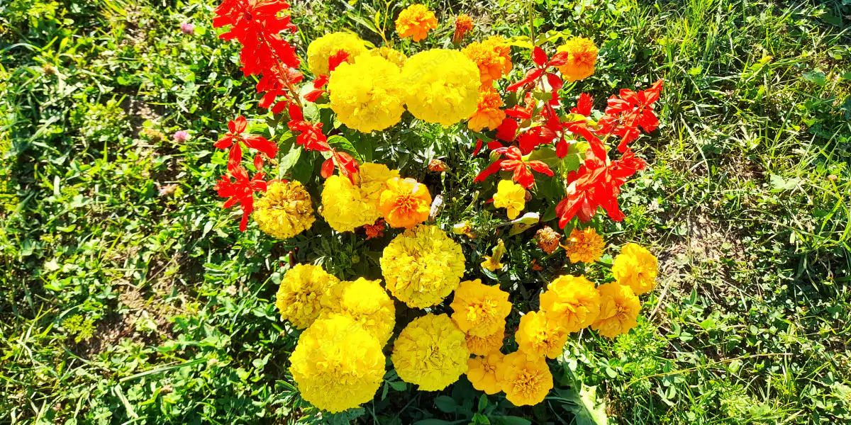 Golden Marigolds & Scarlet Salvias in Full Bloom – Real-Life High-Resolution Floral Portrait