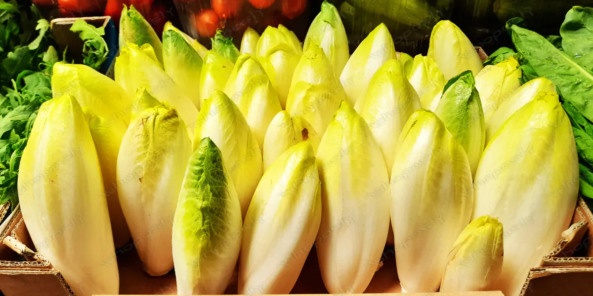 Fresh Belgian Endives – Crisp, Tender, and Farm-Fresh in Ultra-High Resolution (4000 x 3000 px)