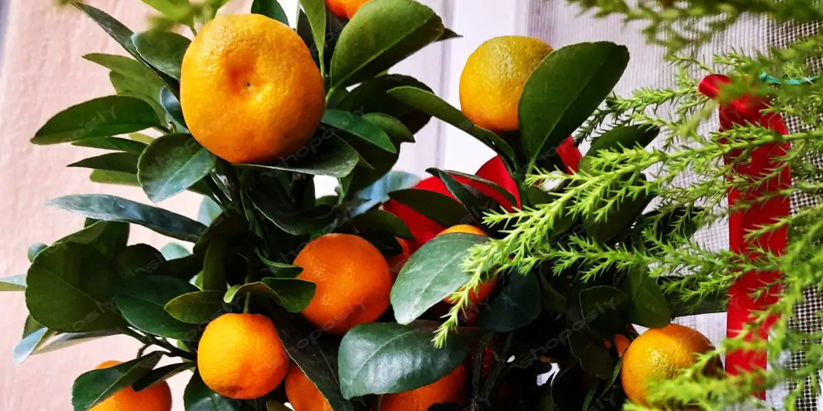 Miniature Citrus Tree with Ripe Oranges – Authentic High-Resolution Real Fruit Plant Photography