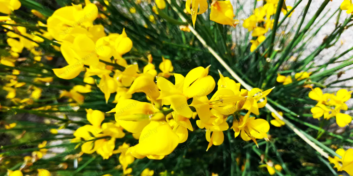 Spanish Broom in Full Bloom – High-Resolution Floral Portrait with Heavenly Fragrance –6 Real Photos