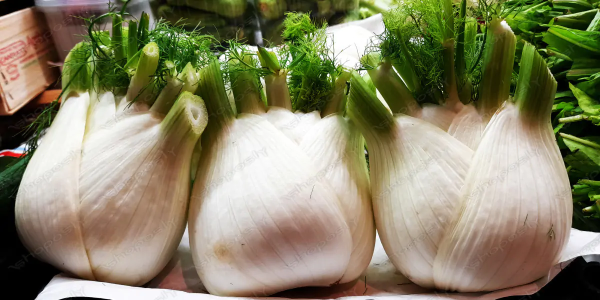 Fresh Fennel Bulbs – Crisp, Aromatic, and Farm-Fresh in Ultra-High Resolution (4000 x 3000 px)