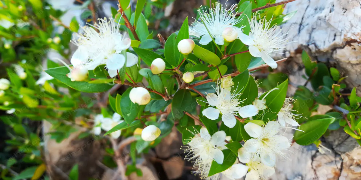 White Myrtle in Bloom – Real-Life High-Resolution Myrtus communis Photography (4000 x 3000 px)